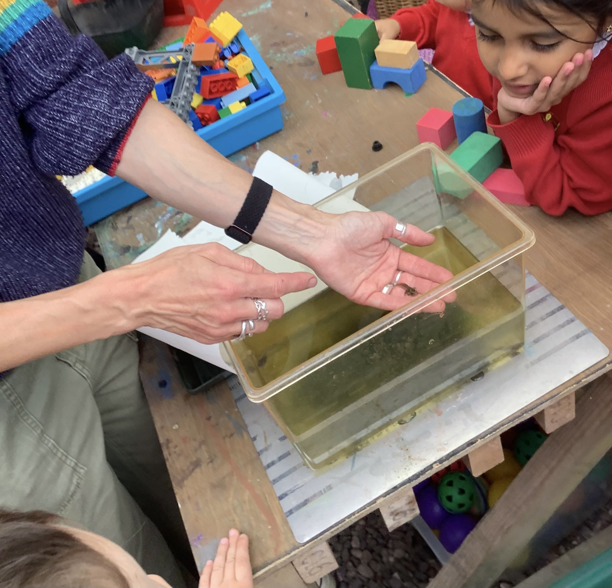 Image of Releasing the tadpoles and froglets!