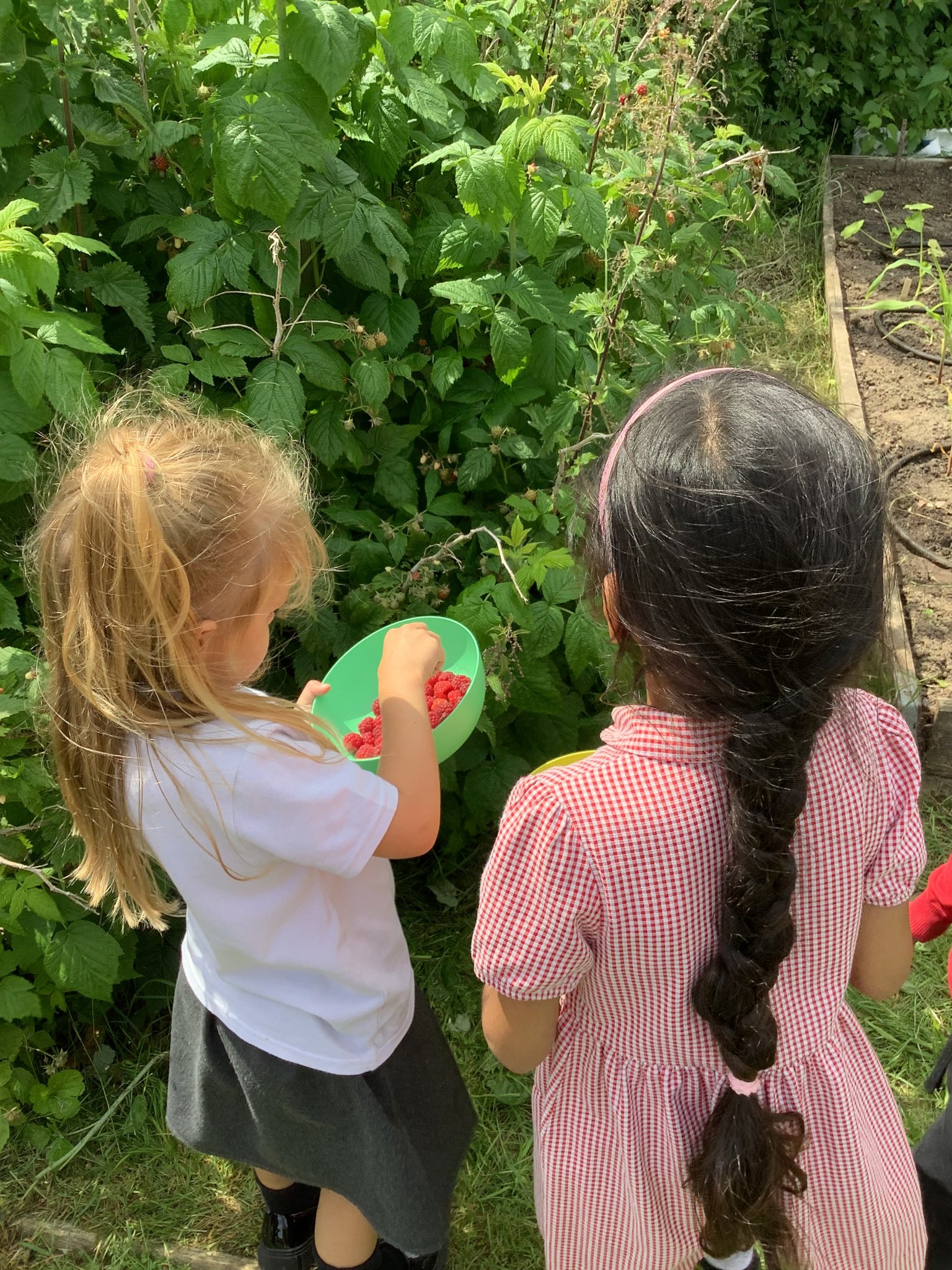 Image of Raspberry picking!