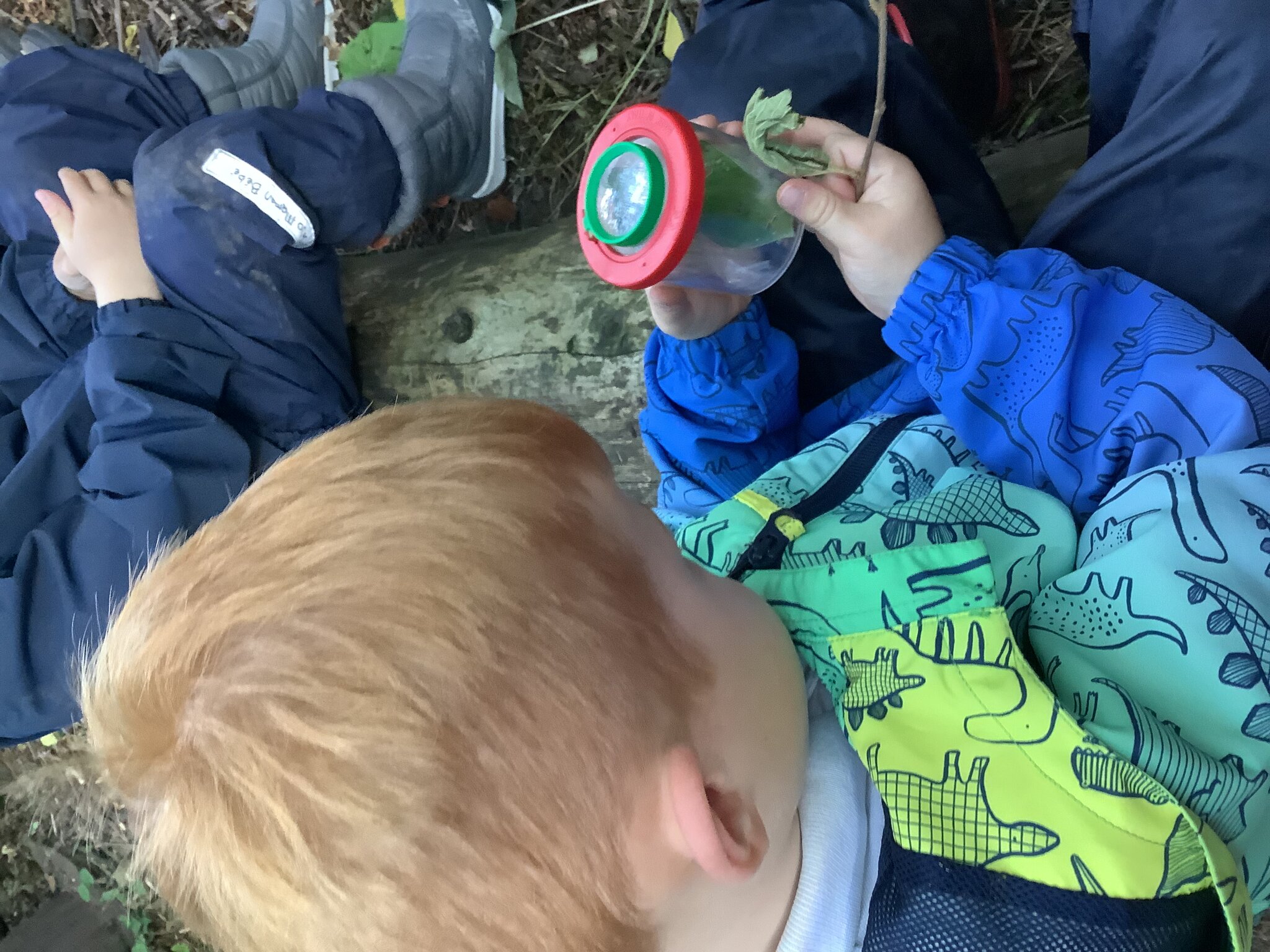 Image of Insect week! We have been finding out about ladybirds.