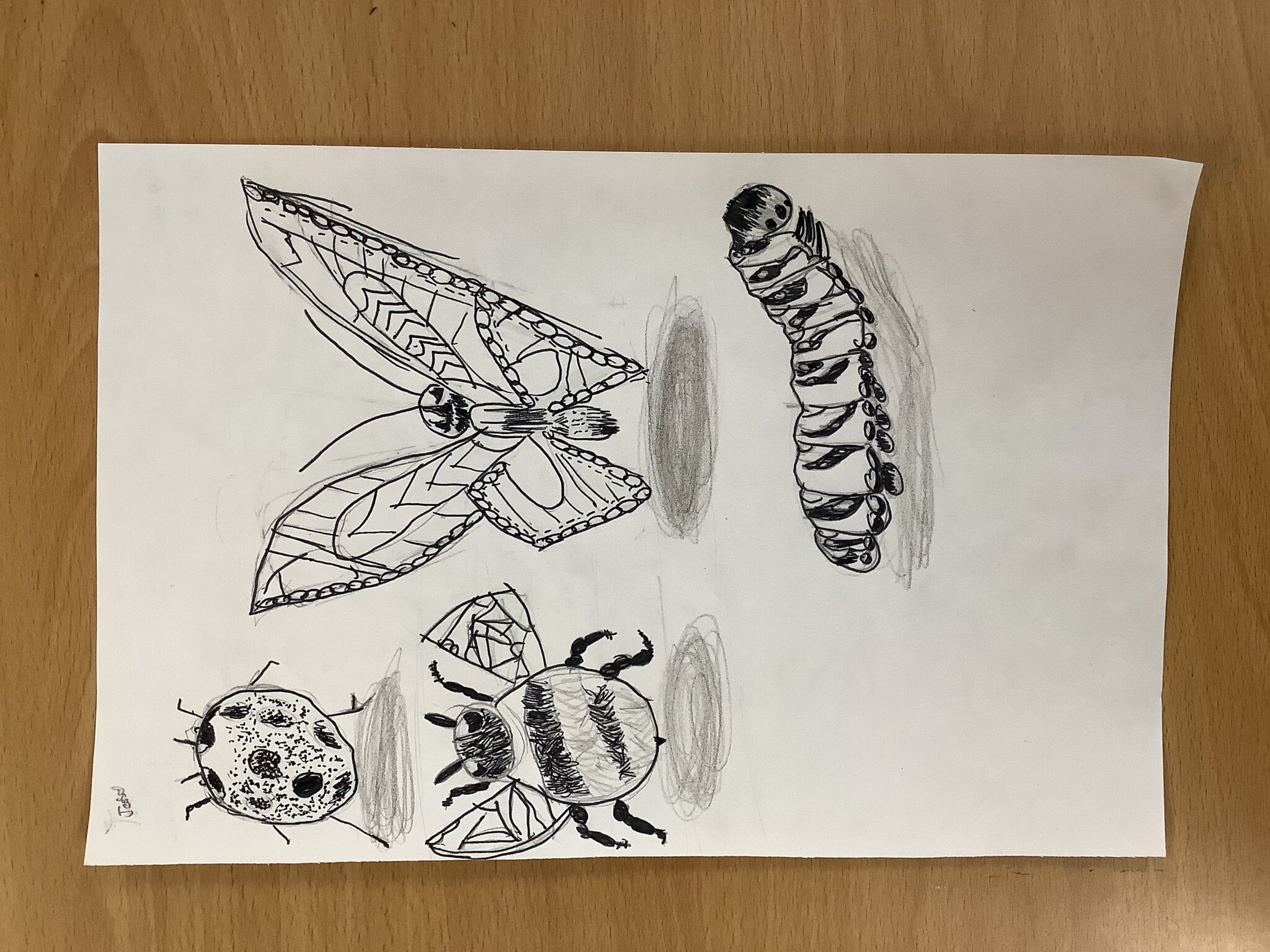 Image of Insect Week