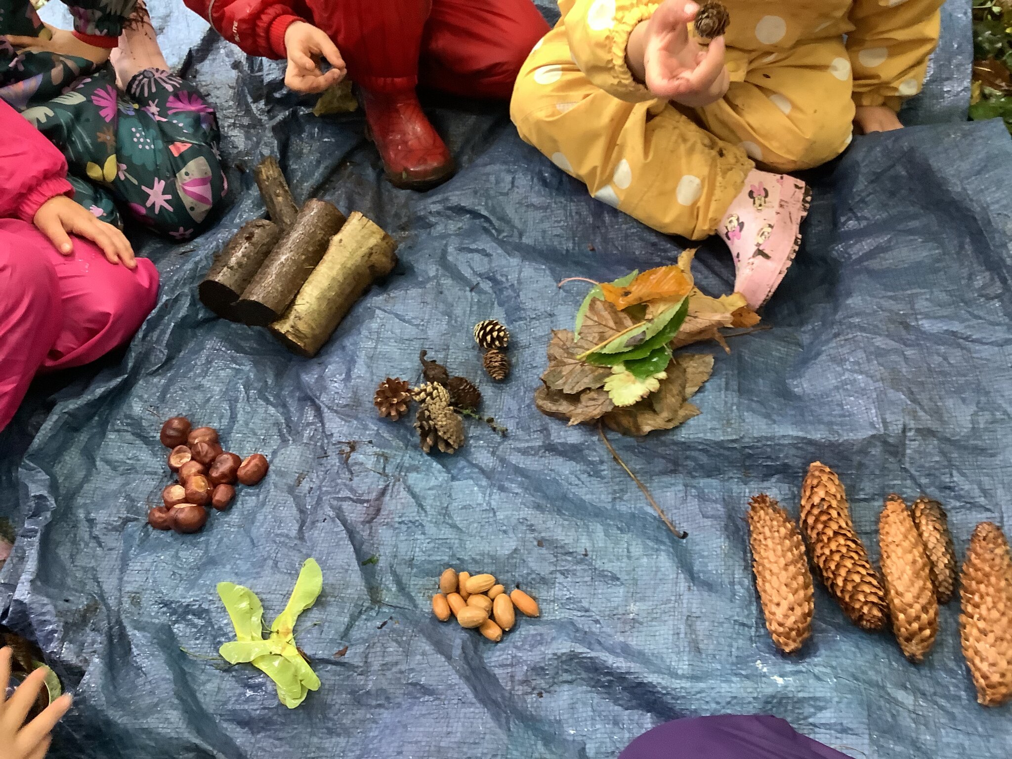 Image of Noticing and sorting! 