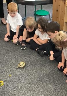 Image of A visit from Frank the turtle!