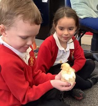 Image of Meeting 9 day old chicks!