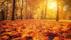 Image of This weeks learning is all about autumn!