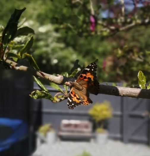 Image of Our butterflies have emerged!