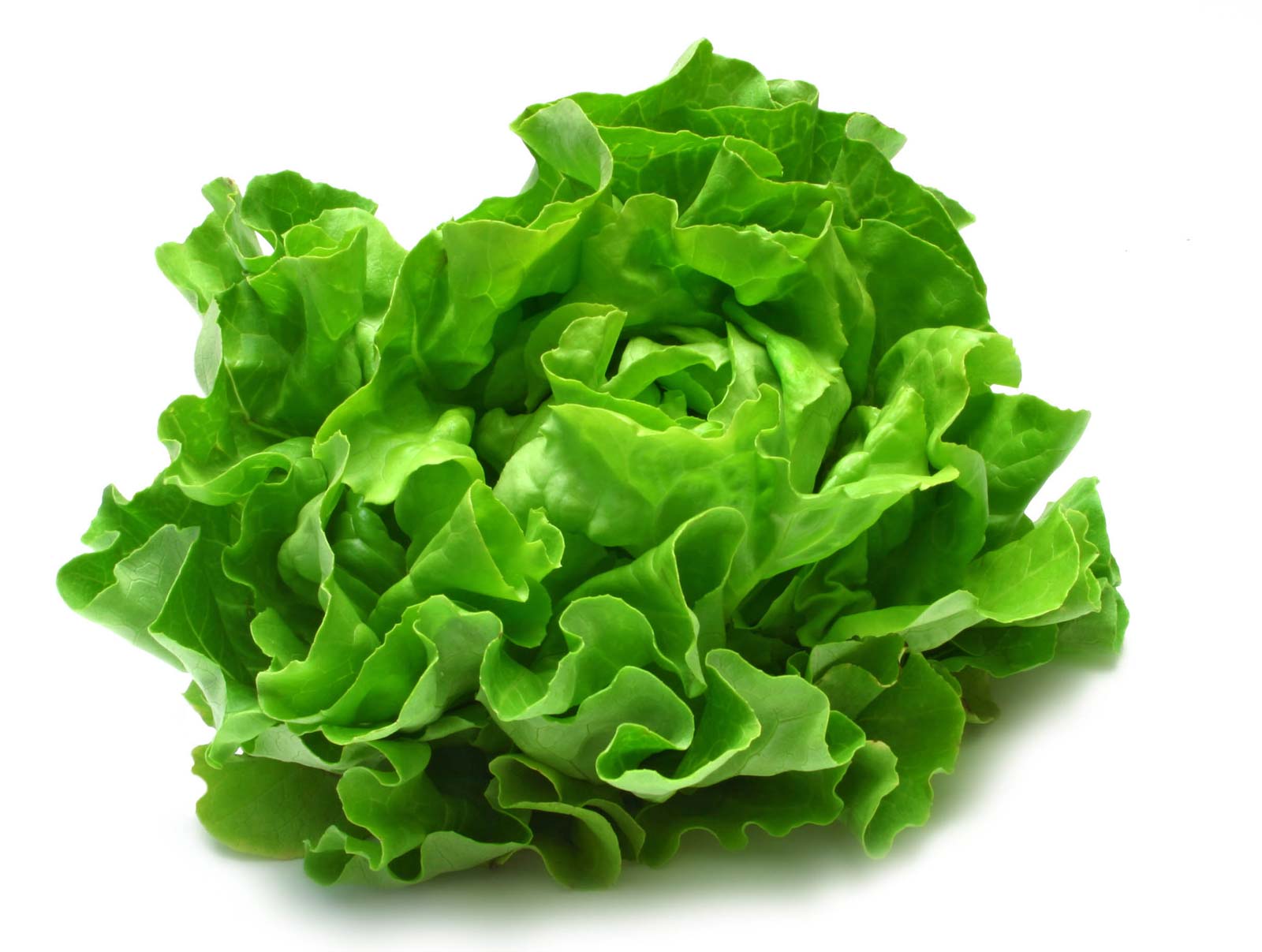 Image of Lettuce