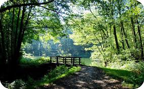 Image of Class 4 Trip to Cannock Chase