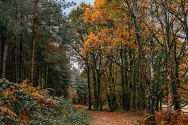 Image of Class 1 Trip to Birches Valley in Cannock Chase
