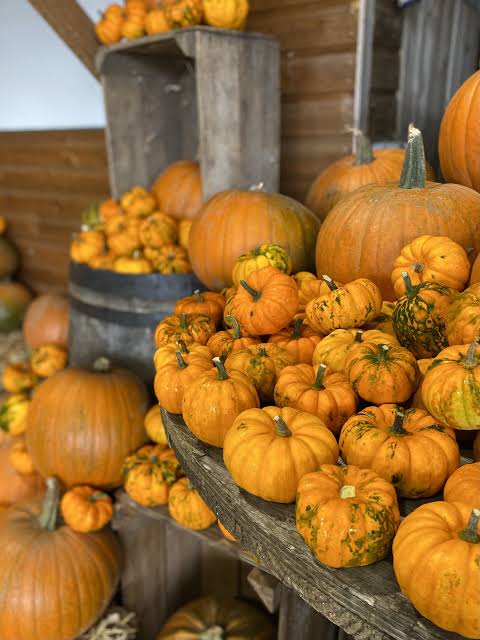 Image of PTA Pumpkin Event