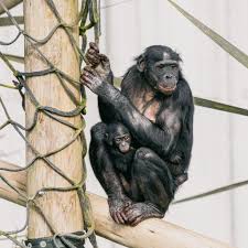 Image of Class 2 Twycross Zoo Trip