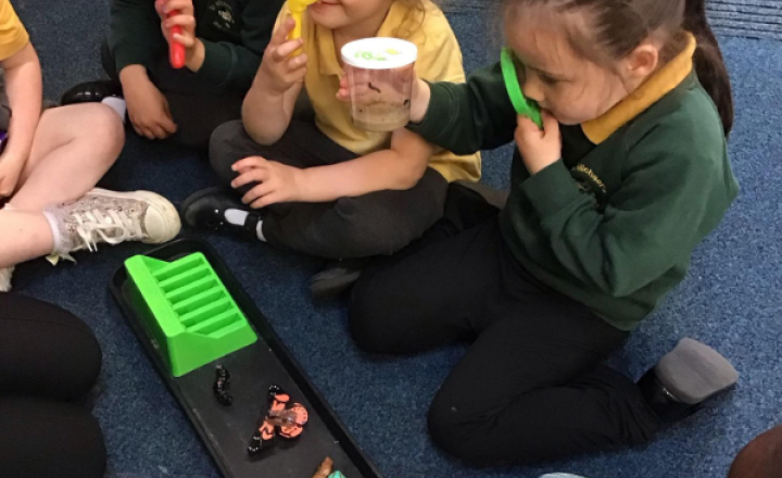 Image of We have some very hungry caterpillars in our nursery! 