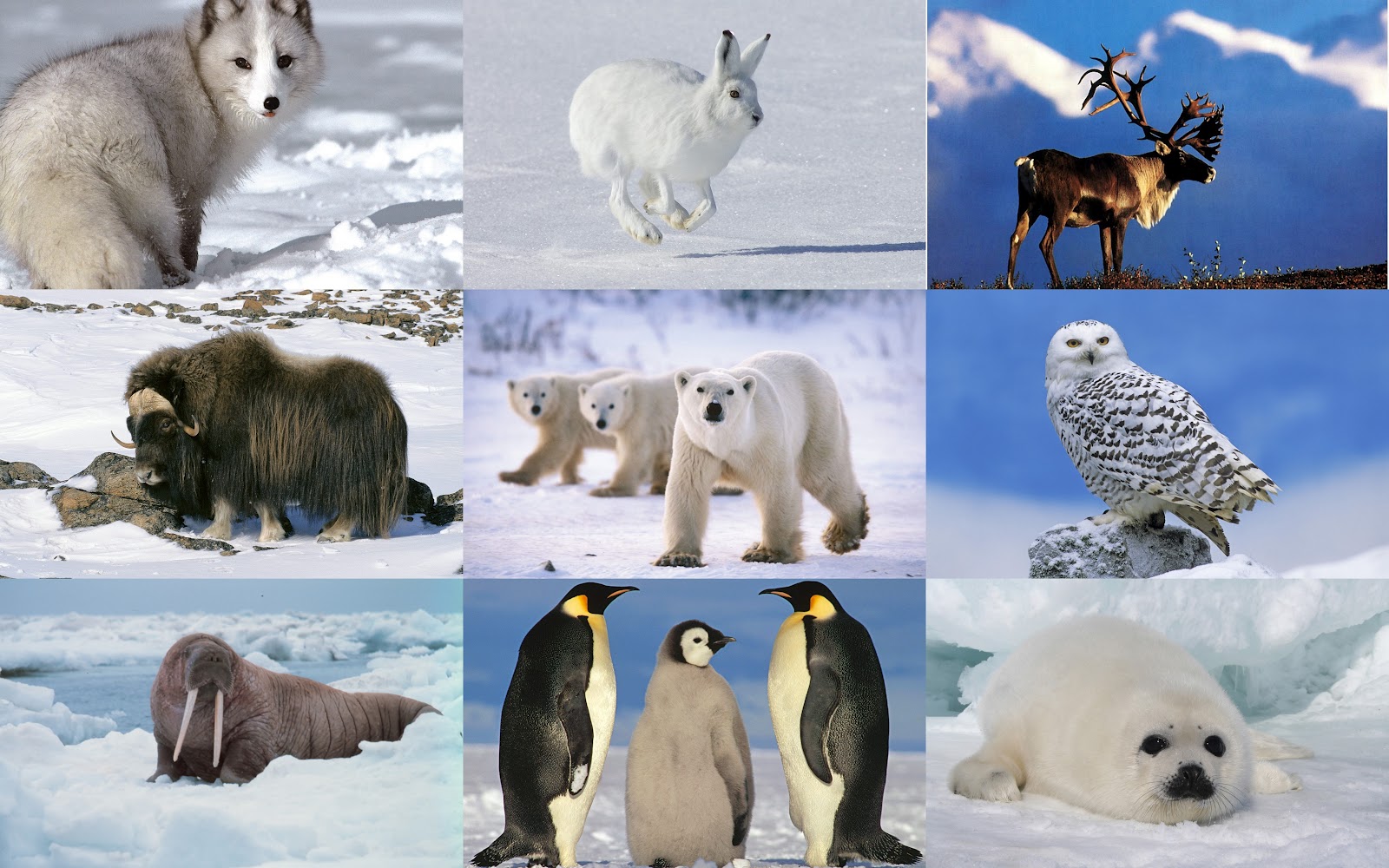 Image of Snow Adaptations