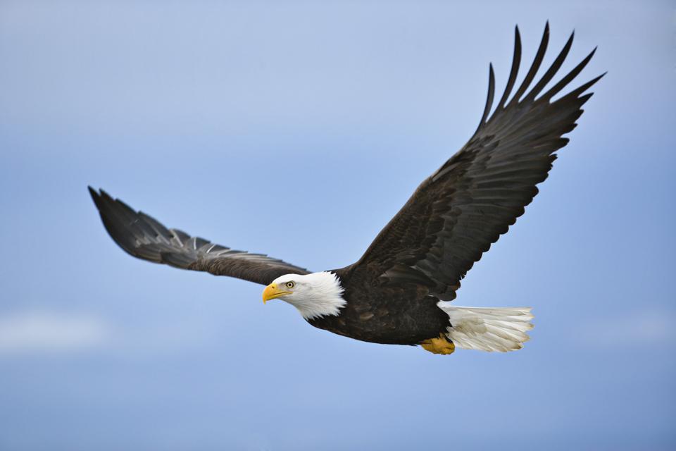 Image of Eagles' Book Blog (23.4.21)