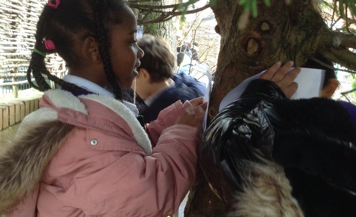 Image of KS1 Science-bark rubbing