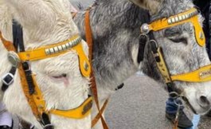 Image of Donkey Visit
