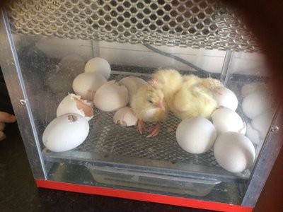 Image of Chicks!