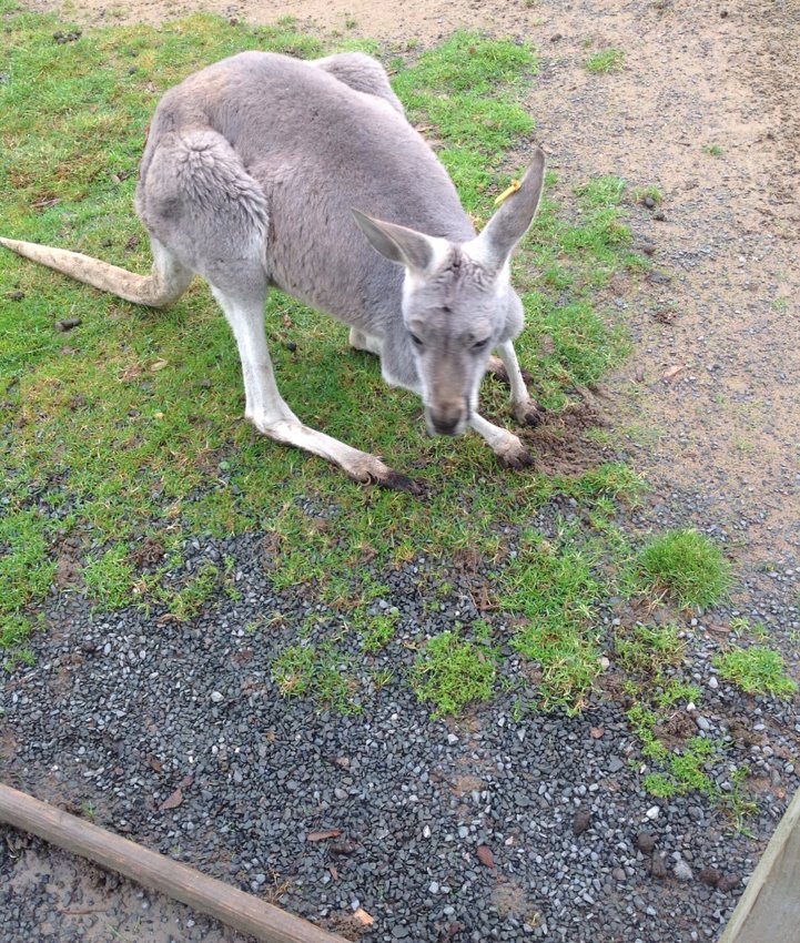 Image of How great is it to observe animals up close!