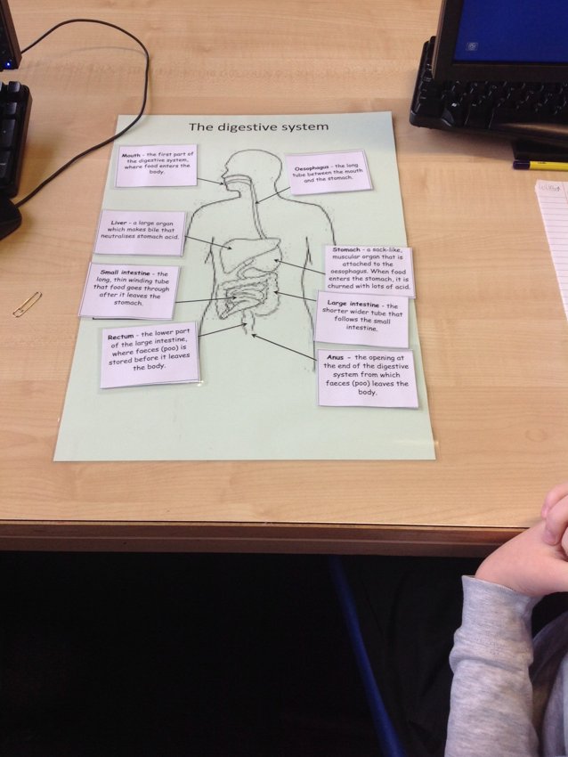 Image of Learning about the digestive system at Our Lady's