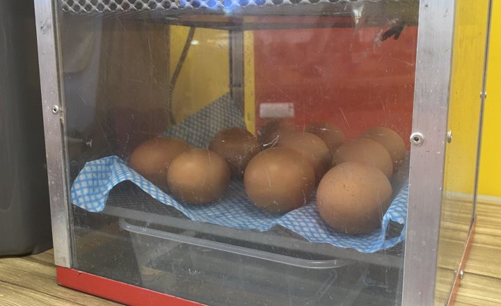 Image of Living Eggs 2023 