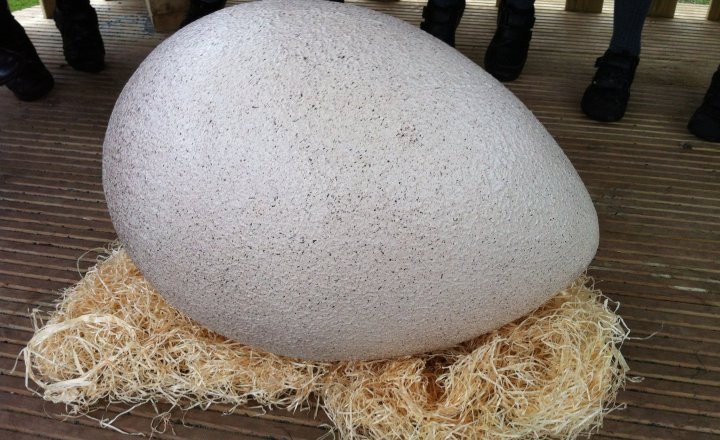 Image of Egg Discovery