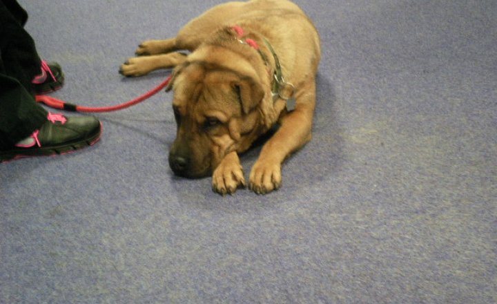 Image of Dog Warden Visit