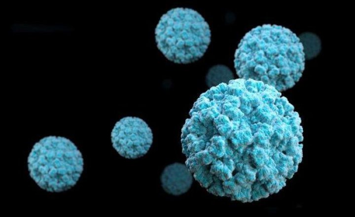 Image of Norovirus