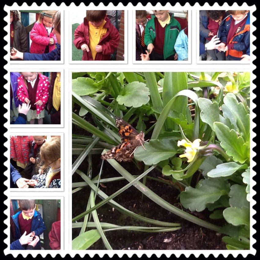 Image of Butterfly release