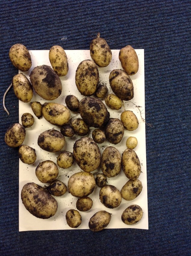 Image of Potatoes