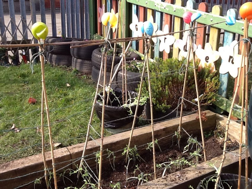 Image of Planting our peas 