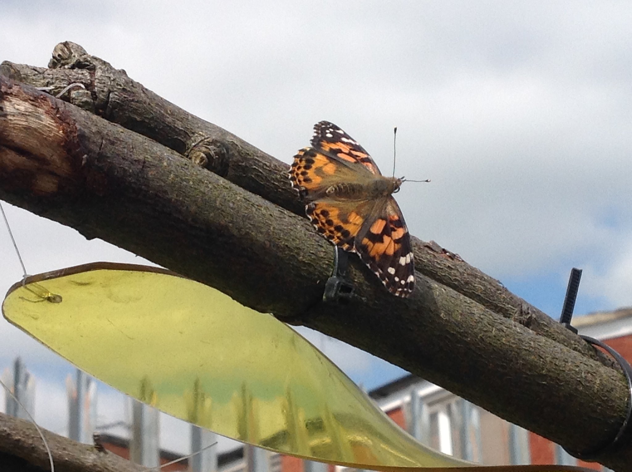 Image of Butterfly release