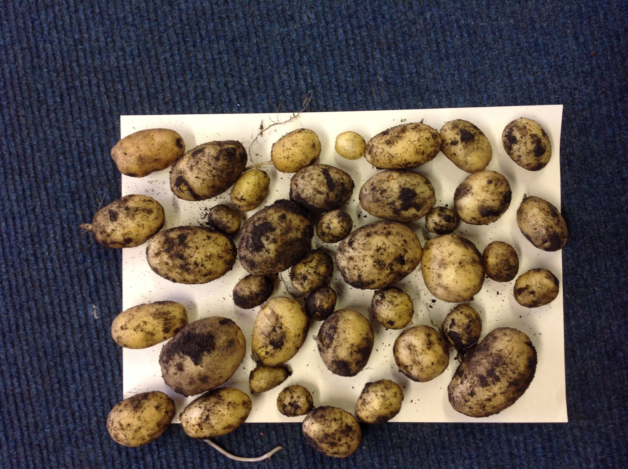 Image of Potatoes