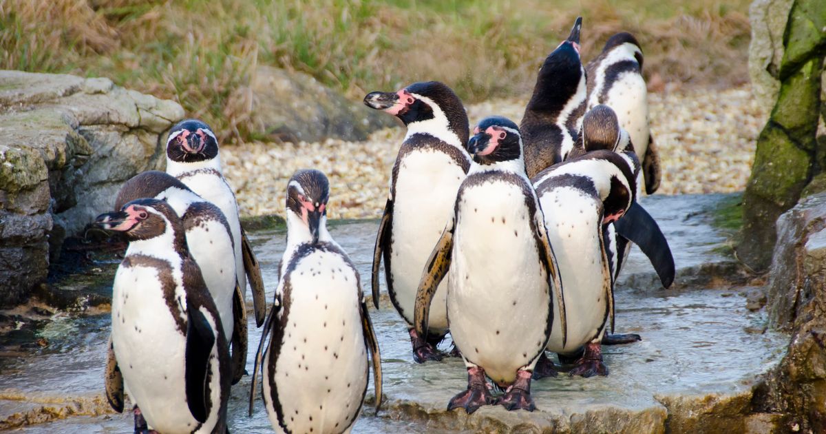 Image of Visit to Chester Zoo