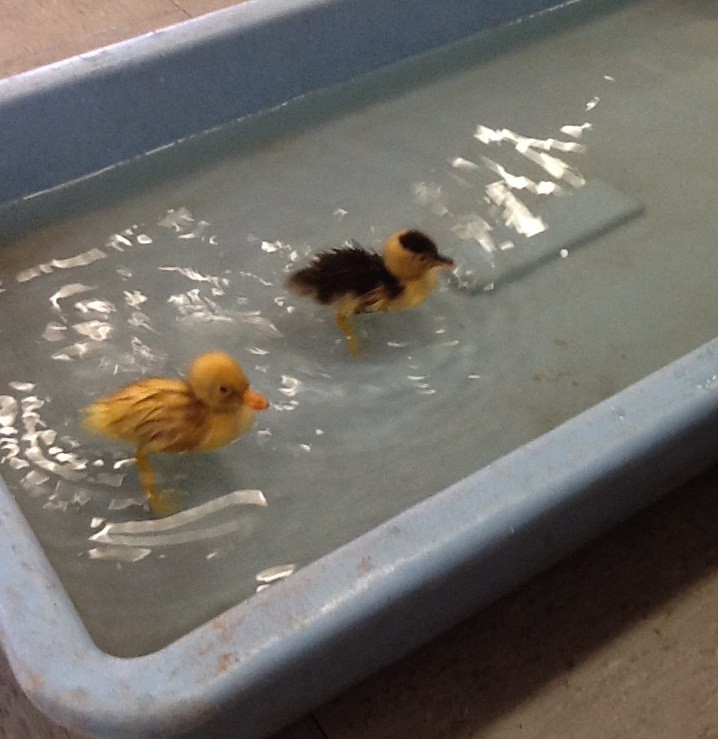 Image of 2 Little Ducks Went Swimming One Day