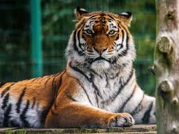 Image of EYFS Blackpool Zoo Trip