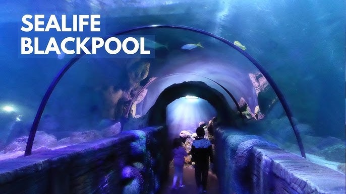 Image of Year 6 Blackpool Sea Life Centre Trip