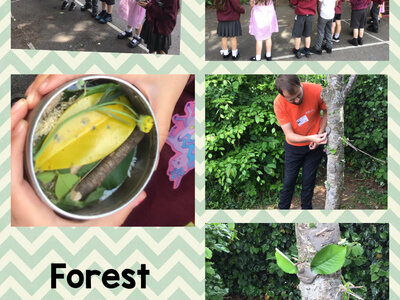 Image of Forest Club