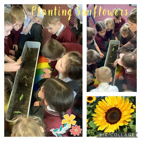 Image of Planting Sunflowers 