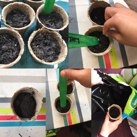 Image of Science - Planting Sunflower Seeds - Year 2