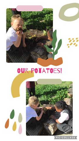 Image of Look at our potatoes!