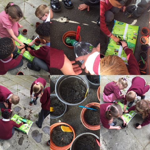 Image of Science - Planting Sunflower Seeds - Year 1/2