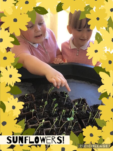 Image of Look at our Sunflowers!