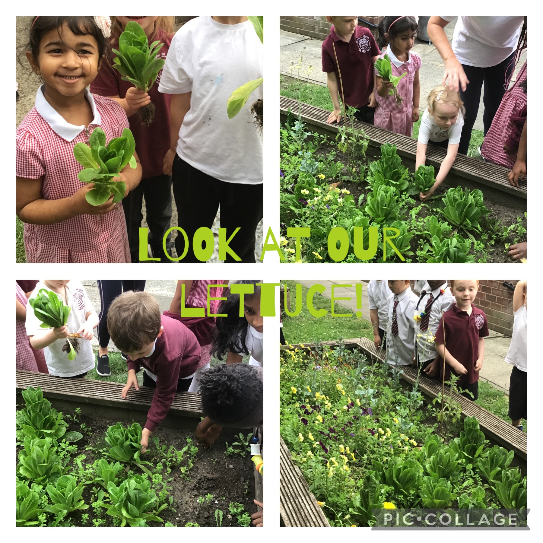 Image of Look at our Lettuce!