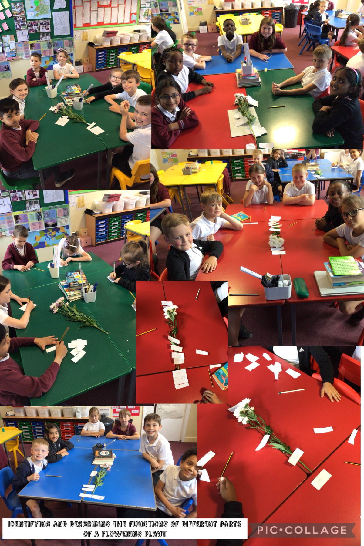 Image of Identifying and describing the functions of different parts of flowering plants