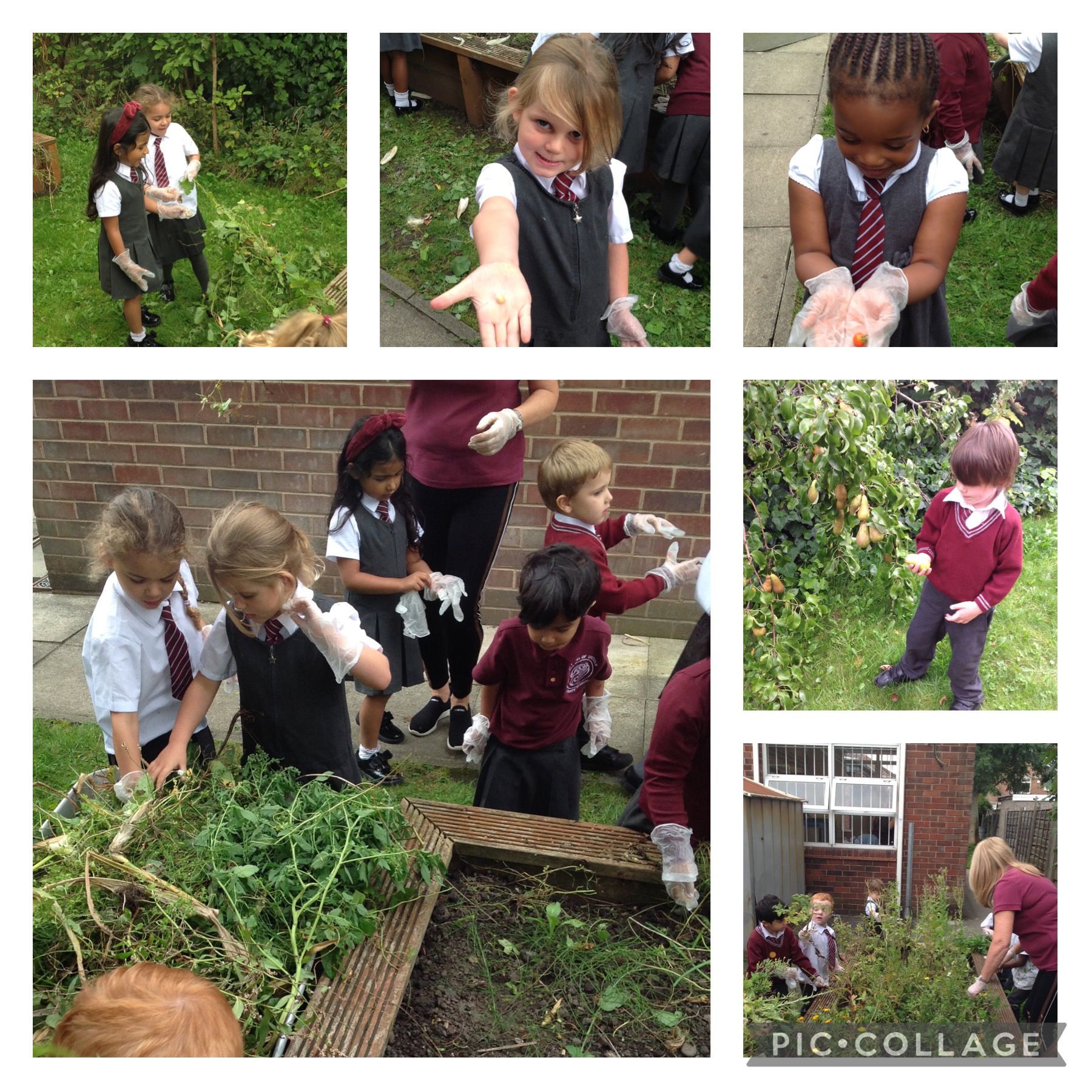 Image of Gardening the edible garden!