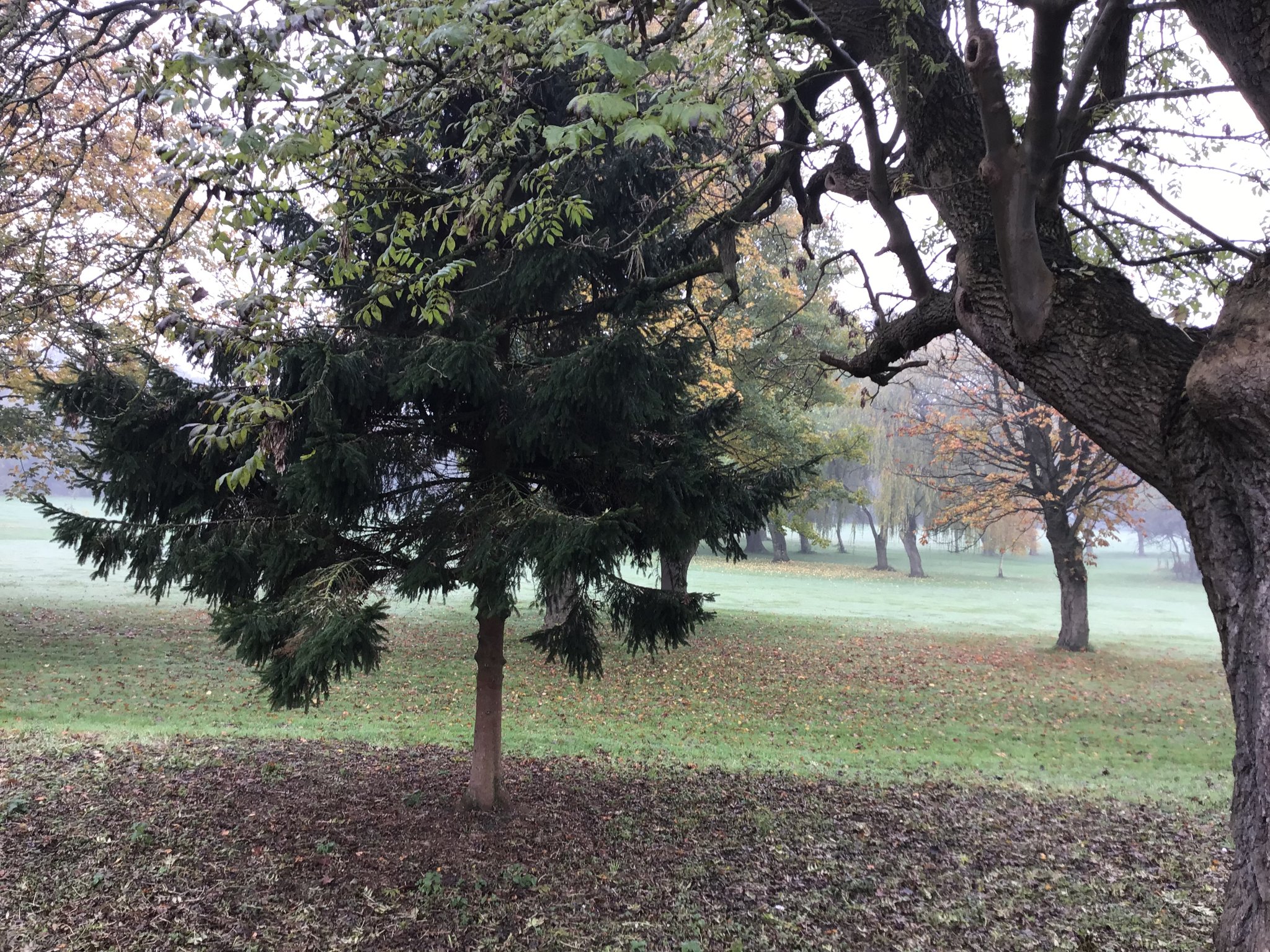 Image of Autumn Walk