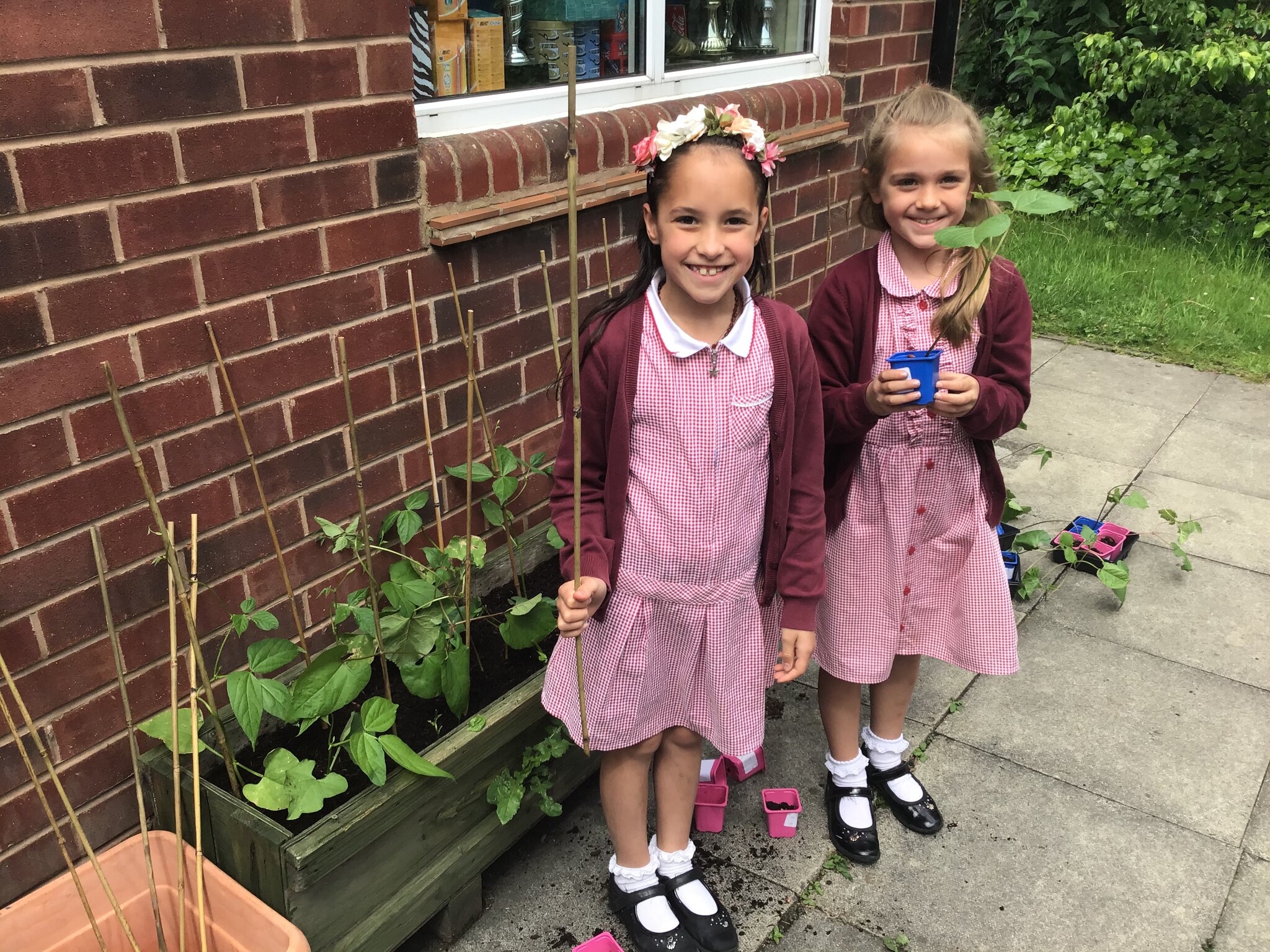 Image of Our runner beans in their new home ! 