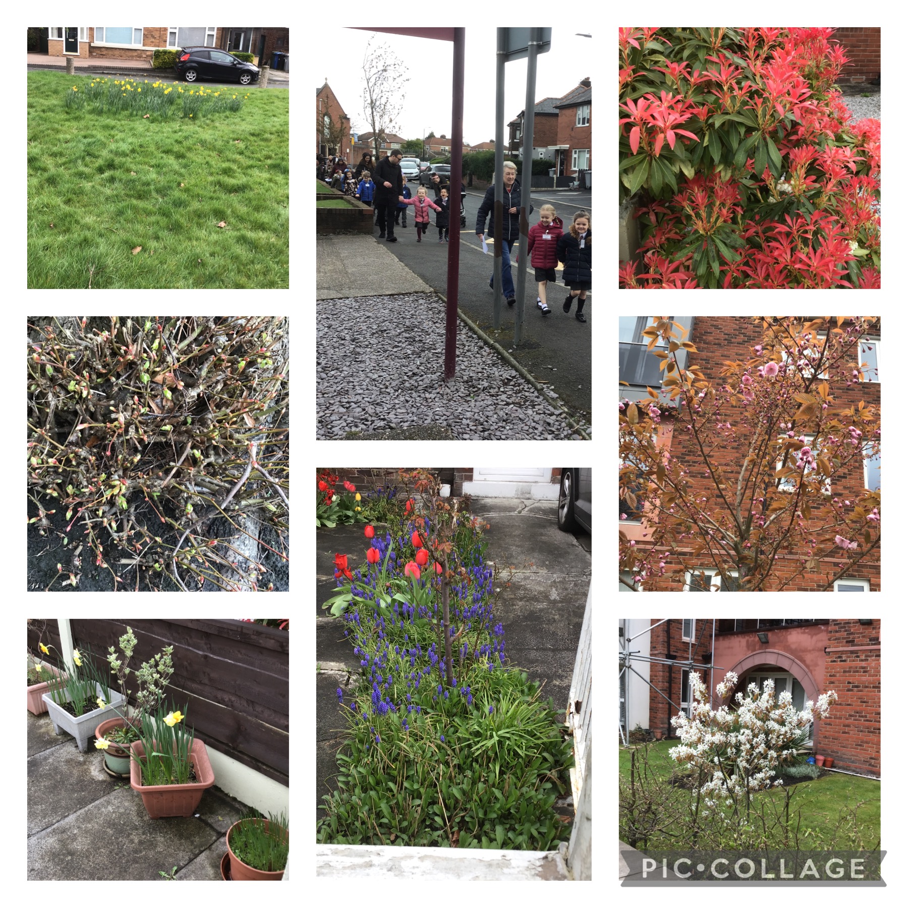 Image of Spring Walk to the Library 