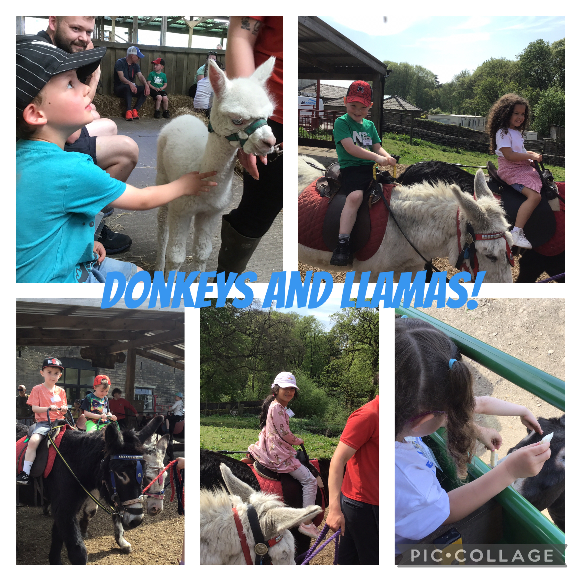 Image of Donkeys and llamas!