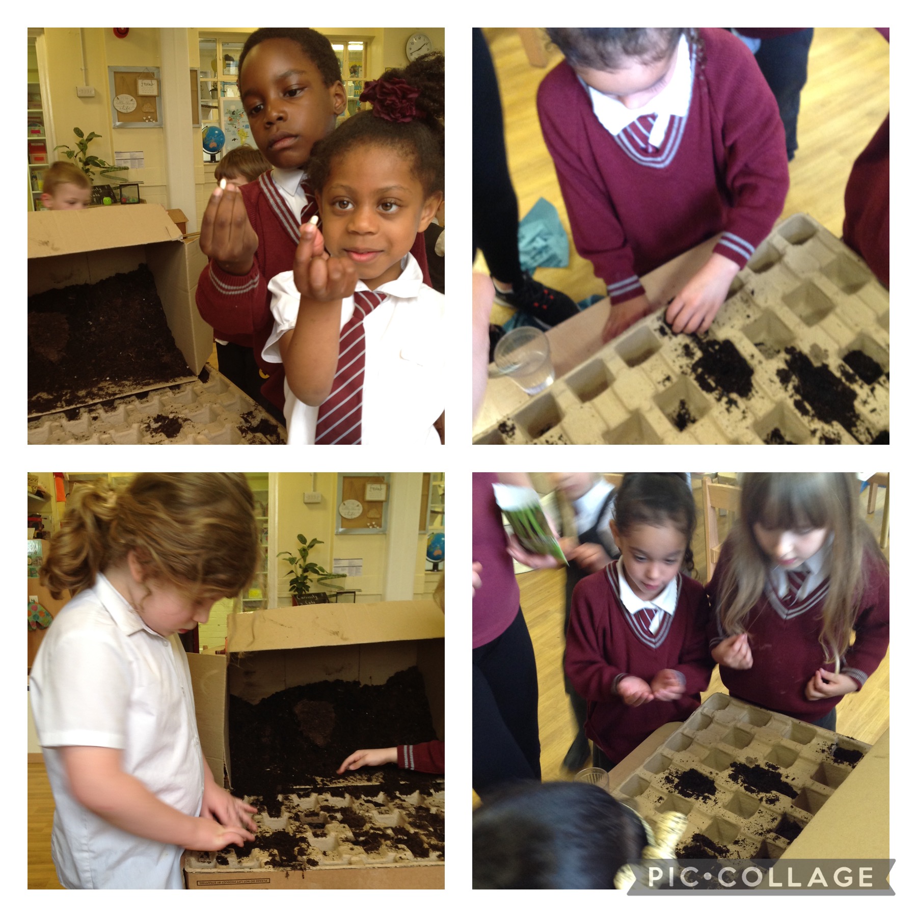 Image of Planting French Beans