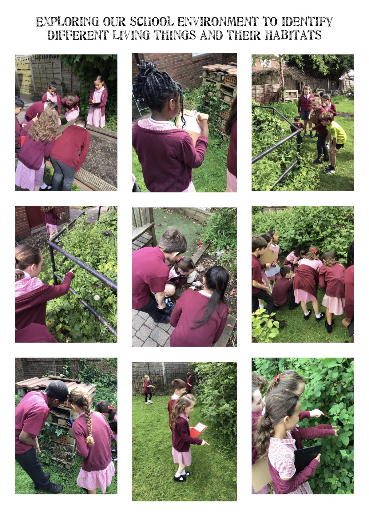 Image of Exploring living things and their habitats in our school environment!